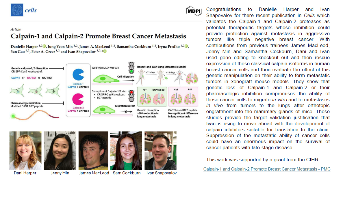 
                         Graduate Studies                                                    - 
                          Calpain-1 and Calpain-2 Promote Breast Cancer Metastasis Cells                                                    